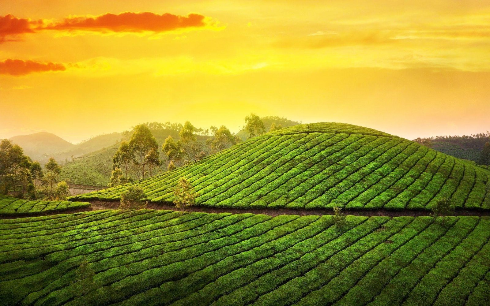 Munnar Tea Gardens