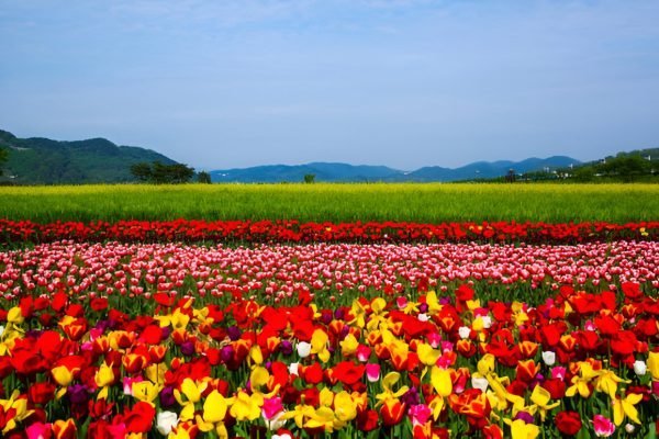 Downloader-La-406504 (1)